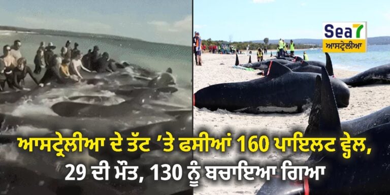 Whale