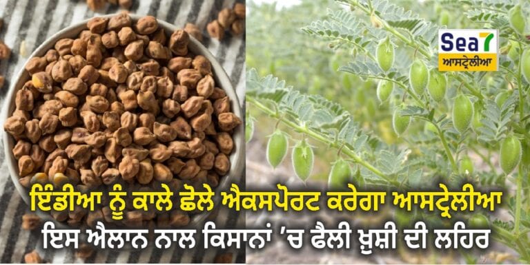 Chickpeas