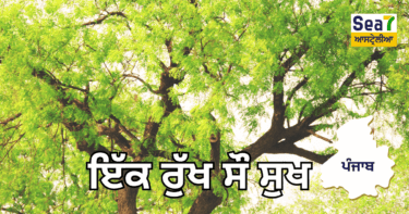 Importance of trees in Punjab