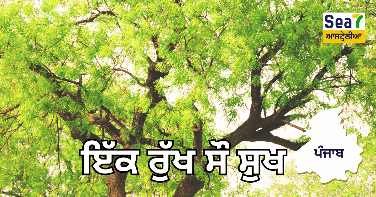 Importance of trees in Punjab