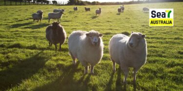 ਆਸਟ੍ਰੇਲੀਆ