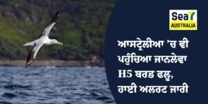 H5 ਬਰਡ ਫਲੂ